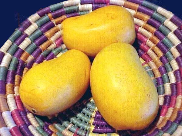 National Fruit Of India, Indian National Fruit, Indian Mangoes, Indian